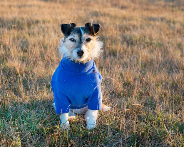 Chien portant un pull