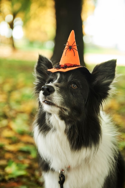 Le chien porte un chapeau de sorcière