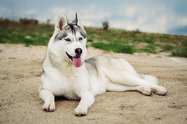 Chien. Portrait de Husky Sibérien. Chien sur la rive du fleuve. Paysage