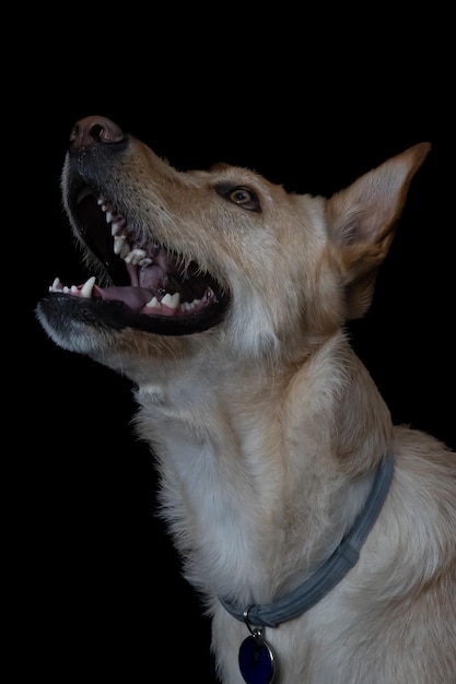 Photo un chien posant dans un studio