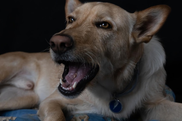 Photo un chien posant dans un studio