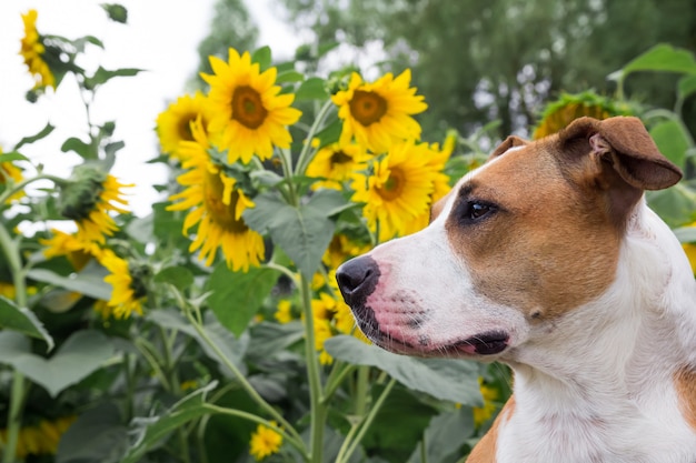 Chien posant devant les tournesols