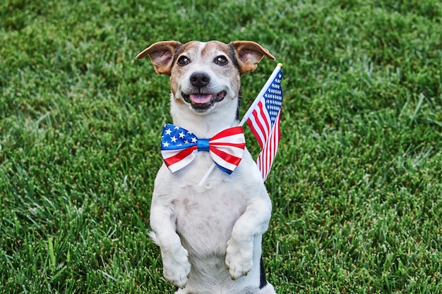 Chien posant en noeud papillon drapeau américain avec drapeau USA sur l'herbe verte regardant la caméra. Célébration du jour de l'indépendance, 4 juillet, Memorial Day, American Flag Day, fête du travail