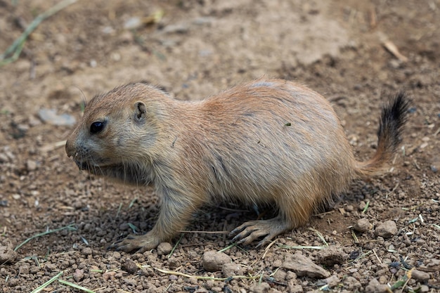 Chien de prairie dans le pré Cynomys ludovicianus