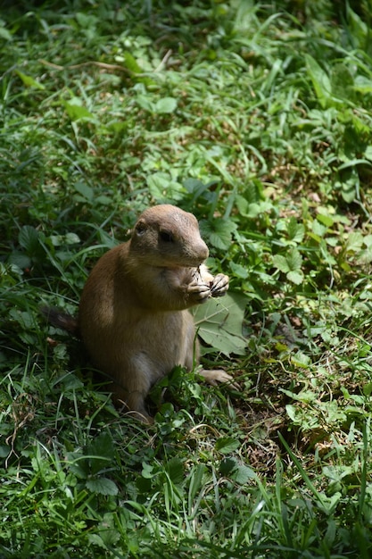 Chien de prairie mangeant et grignotant sur l'herbe.