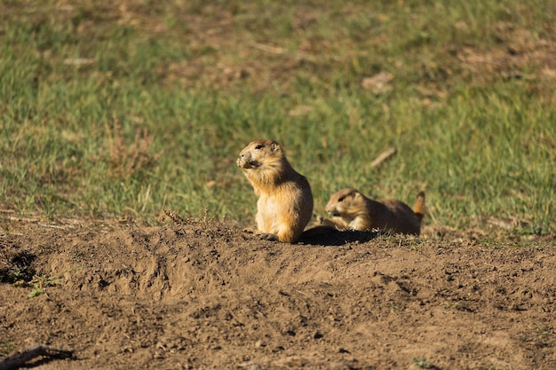 Chien de prairie par une journée ensoleillée