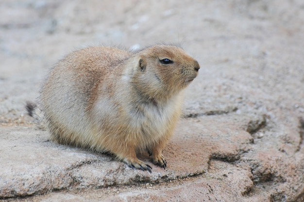 chien de prairie