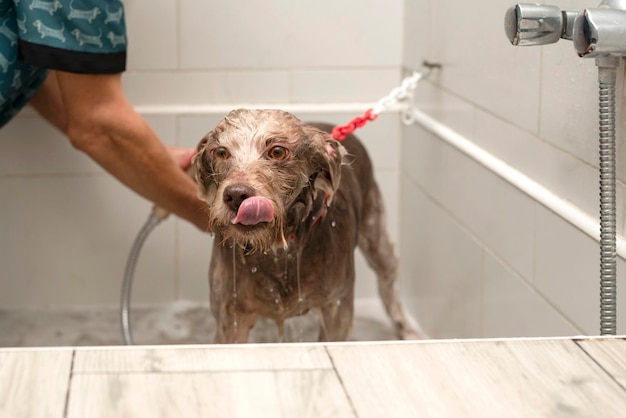 Le chien prenant un bain au salon de toilettage