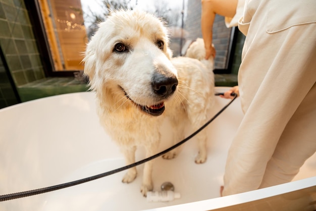 Chien prend une douche dans la baignoire