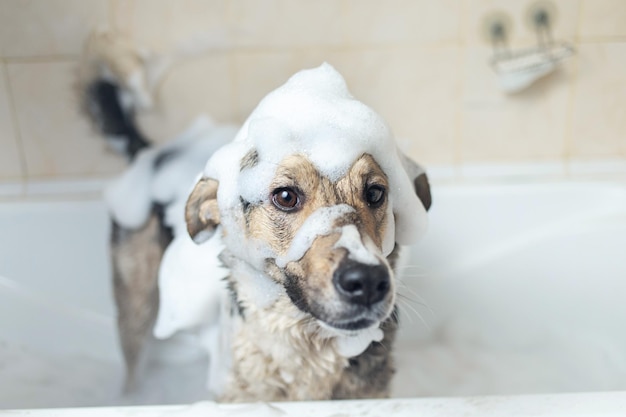 Un chien prend une douche avec de l&#39;eau et du savon