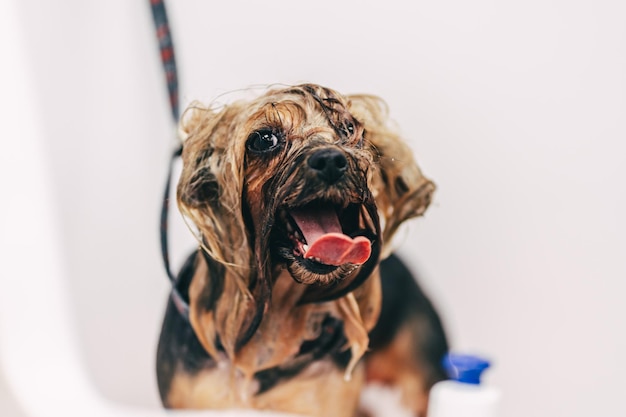 Le chien prend une douche