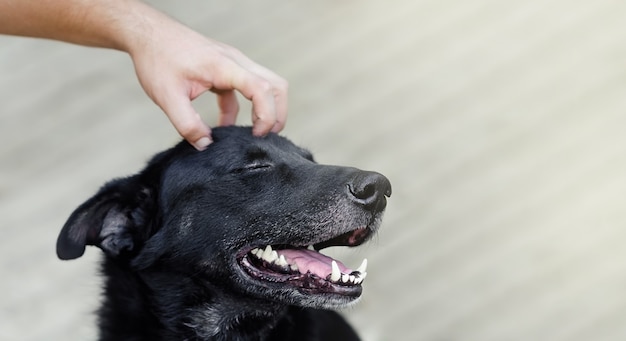 Le chien prend du plaisir à se caresser. la main de l'homme gratte la tête du chien.