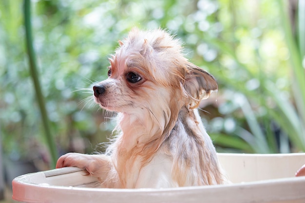 Photo chien prend sa douche.