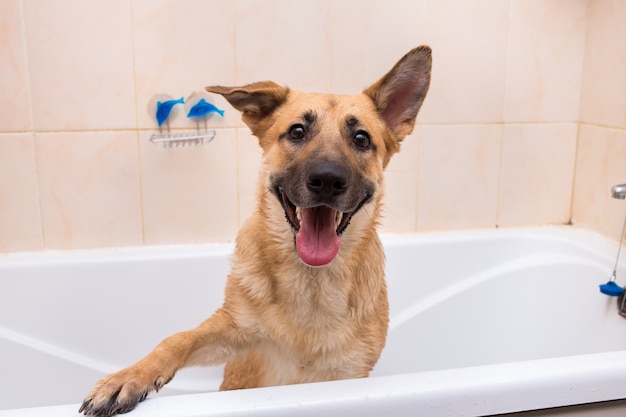 Chien, prendre bain, dans, a, baignoire