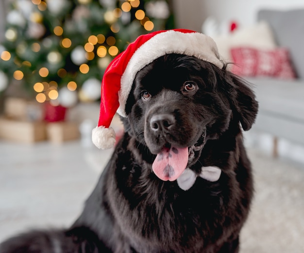 Chien près de l'arbre de Noël à la maison