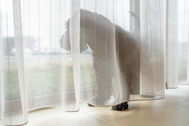 Chien près de la fenêtre avec des rideaux dans la maison petit schnauzer noir