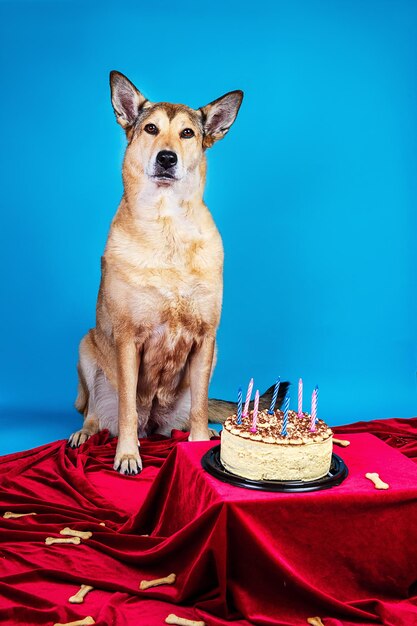 Chien près de gâteau avec des bougies par fond bleu