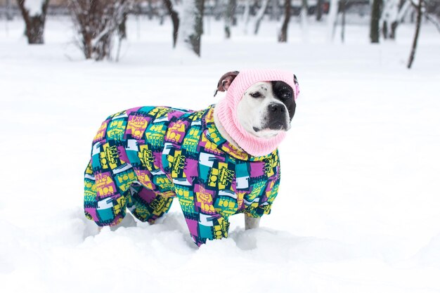 Un chien en promenade dans une combinaison d'hiver Snowwhite winter