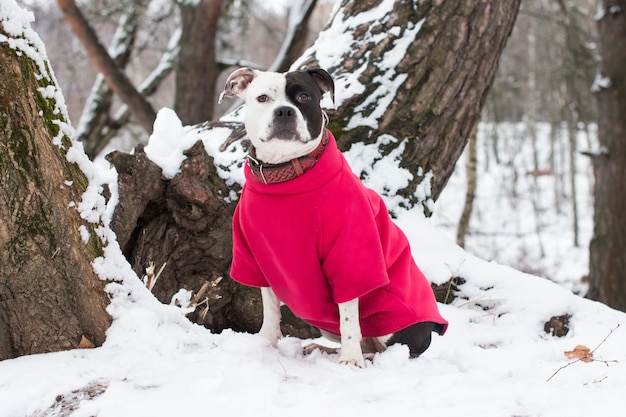 chien en promenade en hiver