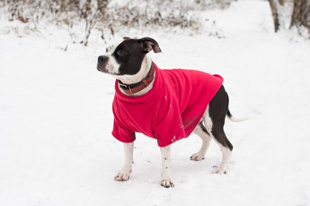 chien en promenade en hiver