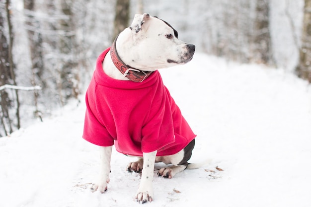 chien en promenade en hiver