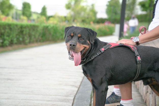 Chien avec propriétaire d'animal de compagnie au parc