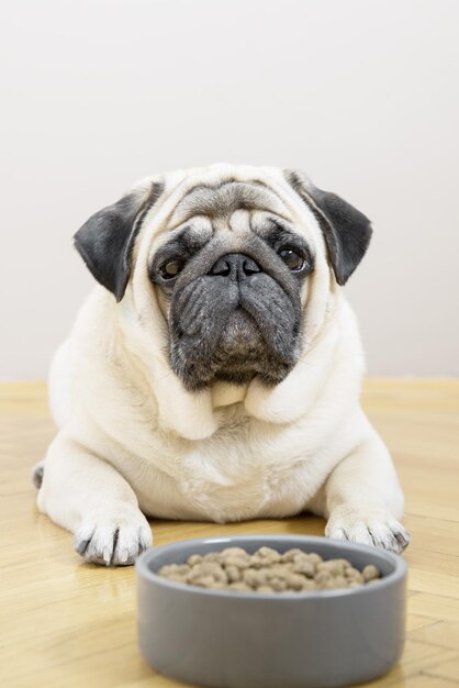 Un chien pug beige se trouve sur un plancher en bois près d'un bol de nourriture et regarde tristement dans l'appareil photo Photo verticale