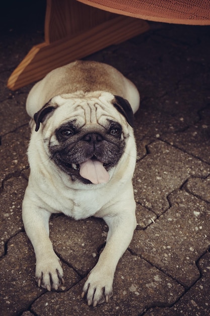 Photo chien pug