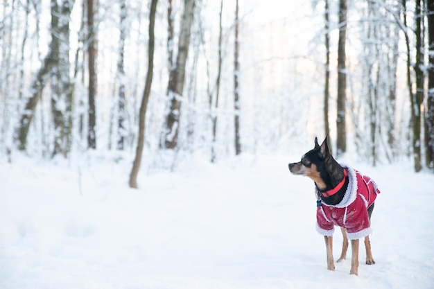 Chien en pull et manteau en peau de mouton, dans une forêt d'hiver. Espace pour le texte