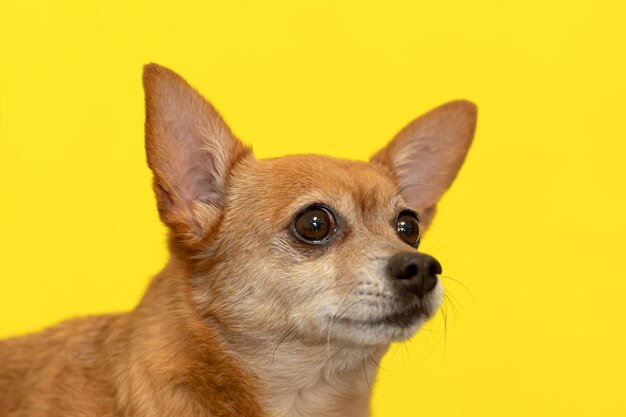 Un chien pur-sang terrier sur fond jaune animaux domestiques gros plan