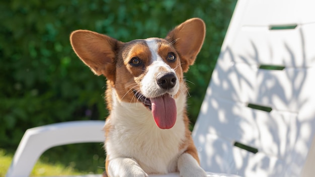 Un chien pur-sang Welsh corgi Pembroke Animaux dans la nature