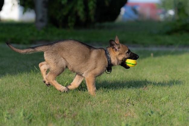 Un chien qui court sur un champ herbeux.