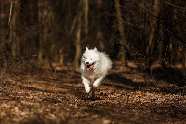 Un chien qui court dans les bois avec le mot akita sur le devant