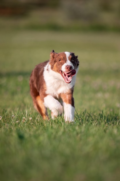 Un chien qui court dans un champ avec un fond vert