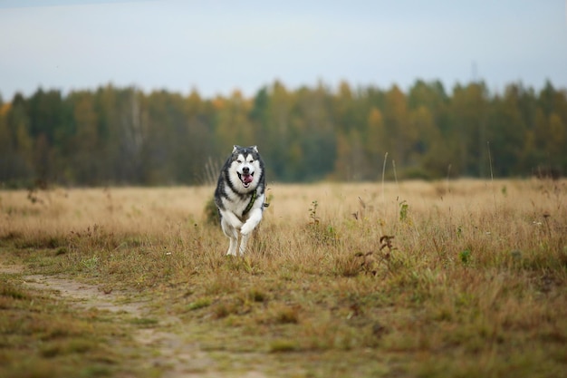 Un chien qui court dans un champ.