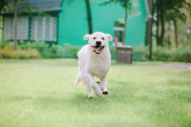 Un chien qui court dans une cour avec une maison verte en arrière-plan.