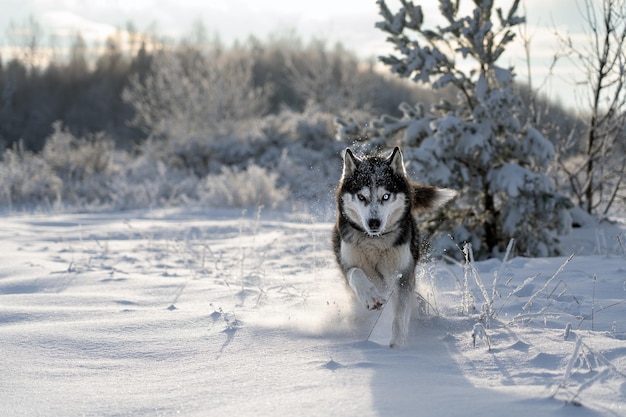 Un chien qui court dans la neige