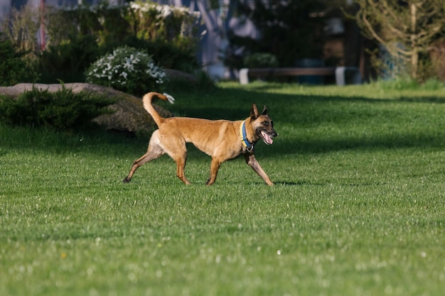 Un chien qui court dans un parc