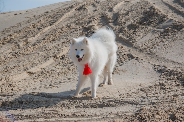 Un chien qui court dans le sable