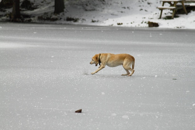 chien qui court sur la glace