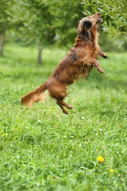 Photo un chien qui court sur l'herbe.