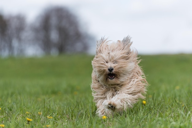 Un chien qui court sur l'herbe.
