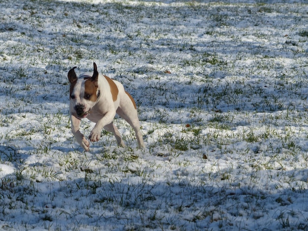 Photo un chien qui court sur la neige.