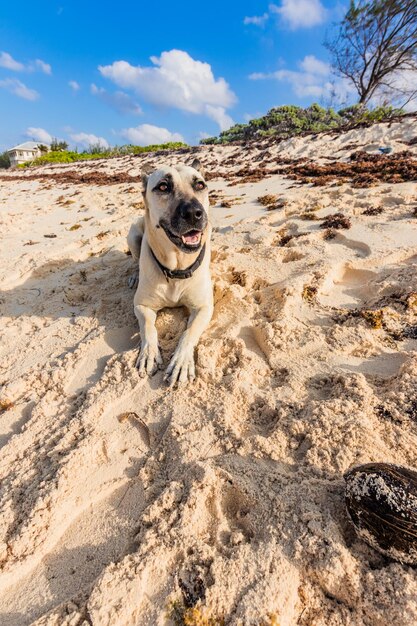 Photo un chien qui court sur la plage.