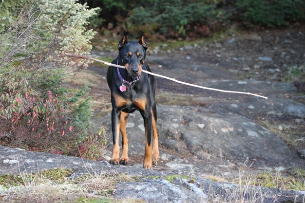 Photo un chien qui court sur une route de terre