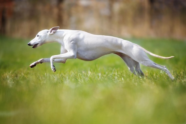 Un chien qui court sur le terrain.