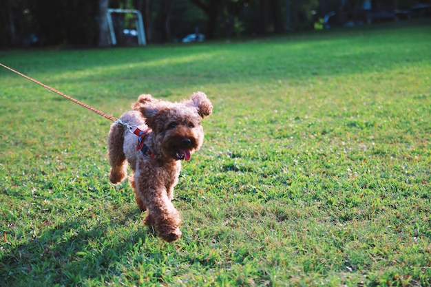 Un chien qui court sur le terrain.