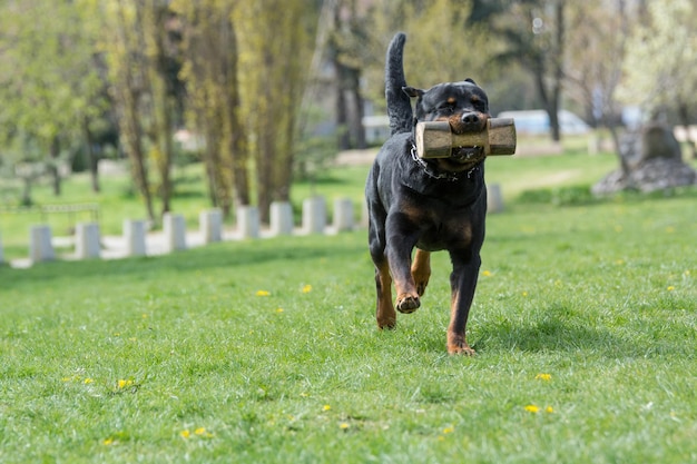 Photo un chien qui court sur le terrain.