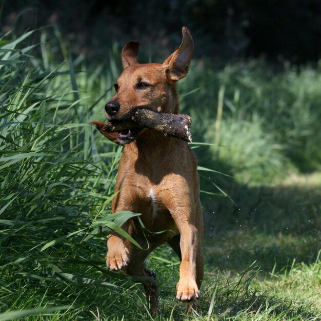 Photo un chien qui court sur le terrain.