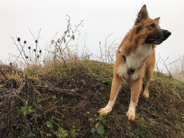 Chien qui court sur le terrain